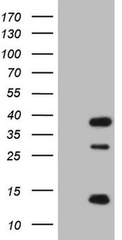 CLOCK Monoclonal Antibody (OTI2H7), TrueMAB , OriGene 100 &mu;L; Unconjugated:Antibodies,