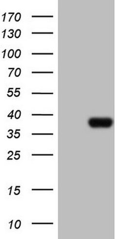 CLOCK Monoclonal Antibody (OTI2B12), TrueMAB , OriGene 100 &mu;L; Unconjugated:Antibodies,