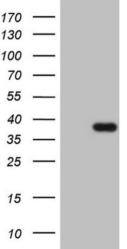CLOCK Mouse anti-Human, Clone: OTI4A6, lyophilized, TrueMAB 100 &mu;g;