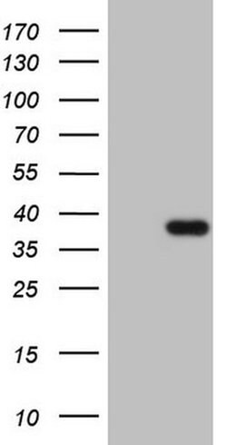 CLOCK Monoclonal Antibody (OTI4A6), TrueMAB , OriGene:Antibodies:Primary