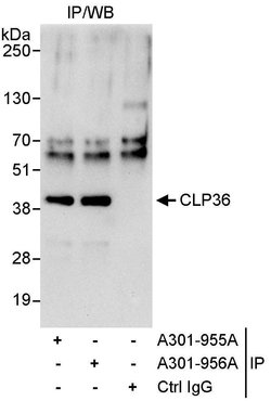 CLP36 Rabbit anti-Human, Polyclonal, Bethyl Laboratories 100 &mu;L; Unconjugated:Antibodies,