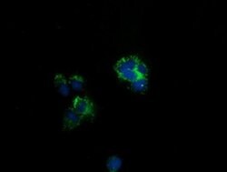 CLPP Monoclonal Antibody (OTI1D3), TrueMAB , OriGene:Antibodies:Primary