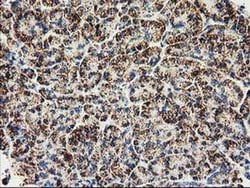CLPP Monoclonal Antibody (OTI1C7), TrueMAB , OriGene 30 &mu;L; Unconjugated:Antibodies,