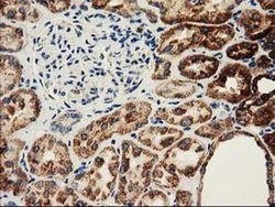 CLPP Monoclonal Antibody (OTI1C7), TrueMAB , OriGene 30 &mu;L; Unconjugated:Antibodies,