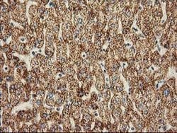 CLPP Monoclonal Antibody (OTI1C7), TrueMAB , OriGene 30 &mu;L; Unconjugated:Antibodies,