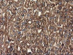 CLPP Monoclonal Antibody (OTI1F6), TrueMAB , OriGene 100 &mu;L; Unconjugated:Antibodies,