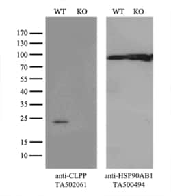 CLPP Monoclonal Antibody (OTI1G9), TrueMAB , OriGene 30 &mu;L; Unconjugated:Antibodies,