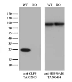 CLPP Monoclonal Antibody (OTI1F6), TrueMAB , OriGene 30 &mu;L; Unconjugated:Antibodies,
