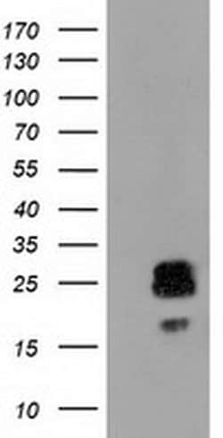 CLPP Monoclonal Antibody (OTI1C7), TrueMAB , OriGene 30 &mu;L; Unconjugated:Antibodies,