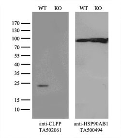 CLPP Mouse anti-Human, Clone: OTI1G9, lyophilized, TrueMAB 100 &mu;g; Unconjugated:Antibodies,