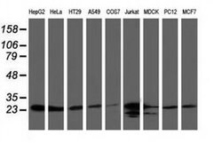 CLPP Monoclonal Antibody (OTI1F6), TrueMAB , OriGene 100 &mu;L; Unconjugated:Antibodies,