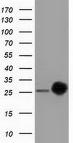 CLPP Monoclonal Antibody (OTI1D3), TrueMAB , OriGene 30 &mu;L; Unconjugated:Antibodies,