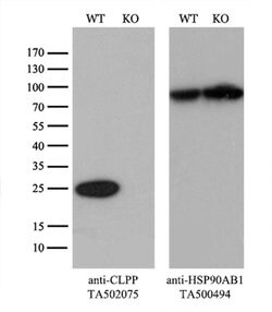 CLPP Monoclonal Antibody (OTI1D3), TrueMAB , OriGene 30 &mu;L; Unconjugated:Antibodies,