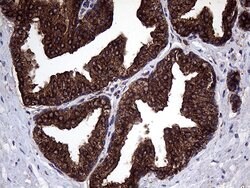 CLTA Monoclonal Antibody (OTI2D12), TrueMAB , OriGene 100 &mu;L; Unconjugated:Antibodies,