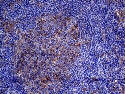 CLTA Mouse anti-Human, Clone: OTI2F7, lyophilized, TrueMAB 100 &mu;g; Unconjugated:Antibodies,