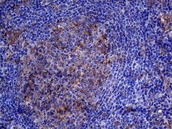 CLTA Monoclonal Antibody (OTI2F7), TrueMAB , OriGene 100 &mu;L; Unconjugated:Antibodies,