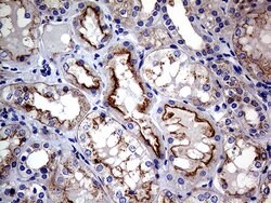 CLTA Mouse anti-Human, Clone: OTI2F7, lyophilized, TrueMAB 100 &mu;g; Unconjugated:Antibodies,