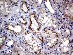 CLTA Monoclonal Antibody (OTI2F7), TrueMAB , OriGene 100 &mu;L; Unconjugated:Antibodies,