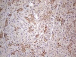 CLU Mouse anti-Human, Clone: OTI5D3, TrueMAB , Origene 30 &mu;L; Unconjugated:Antibodies,