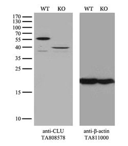 CLU Monoclonal Antibody (OTI2A7), TrueMAB , OriGene 100 &mu;L; Unconjugated:Antibodies,