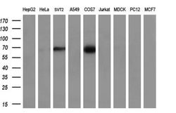 CLU Mouse anti-Human, Clone: OTI5D3, TrueMAB , Origene 30 &mu;L; Unconjugated:Antibodies,