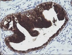 CMPK1 Mouse anti-Human, Clone: OTI1A1, lyophilized, TrueMAB 100 &mu;g;