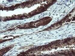 CMPK1 Mouse anti-Human, Clone: OTI1A1, lyophilized, TrueMAB 100 &mu;g;