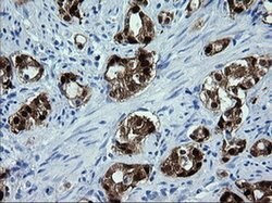 CMPK1 Monoclonal Antibody (OTI1D7), TrueMAB , OriGene 30 &mu;L; Unconjugated:Antibodies,