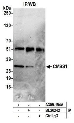 CMSS1/C3orf26 Rabbit anti-Human, Polyclonal, Bethyl Laboratories 100 &mu;L;