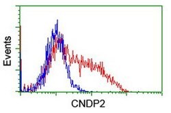 CNDP2 Mouse anti-Human, Clone: OTI8A2, liquid, TrueMAB 100 &mu;L; Unconjugated:Antibodies,