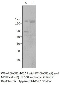 GARP Rabbit anti-Human, Rat, Polyclonal, FabGennix 200 &mu;L; Unconjugated:Antibodies,