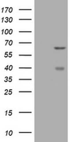 CNKSR3 Monoclonal Antibody (OTI1D7), TrueMAB , OriGene:Antibodies:Primary