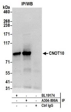 CNOT10 Rabbit anti-Human, Mouse, Polyclonal, Bethyl Laboratories 100 &mu;L;