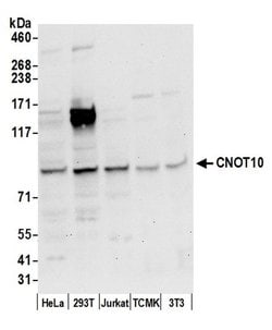 CNOT10 Rabbit anti-Human, Mouse, Polyclonal, Bethyl Laboratories 100 &mu;L;