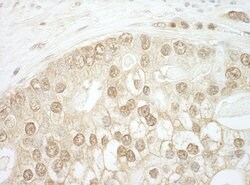 CNOT2 Rabbit anti-Human, Polyclonal, Bethyl Laboratories 100 &mu;l; Unlabeled:Antibodies,
