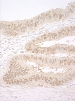 CNOT2 Polyclonal Antibody, Bethyl Laboratories 10 &mu;L; Unconjugated:Antibodies,