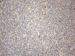 CNOT2 Mouse anti-Human, Clone: OTI5A12, TrueMAB , Origene 30 &mu;L; Unconjugated:Antibodies,