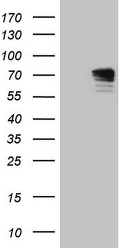 CNOT2 Mouse anti-Human, Clone: OTI5A12, TrueMAB , Origene 30 &mu;L; Unconjugated:Antibodies,