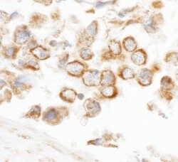 CNOT3 Rabbit anti-Human, Polyclonal, Bethyl Laboratories 100 &mu;L; Unconjugated:Antibodies,