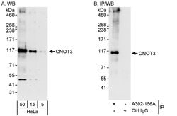 CNOT3 Rabbit anti-Human, Polyclonal, Bethyl Laboratories 100 &mu;L; Unconjugated:Antibodies,