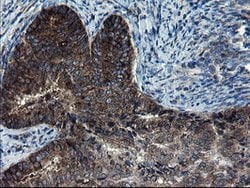 CNOT4 Mouse anti-Human, Clone: OTI1H2, lyophilized, TrueMAB 100 &mu;g;