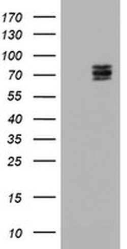 CNOT4 Monoclonal Antibody (OTI2H4), TrueMAB , OriGene:Antibodies:Primary