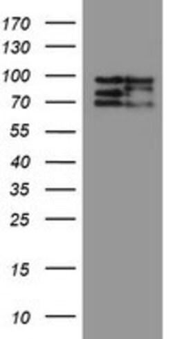CNOT4 Mouse anti-Human, Clone: OTI1H2, lyophilized, TrueMAB 100 &mu;g;