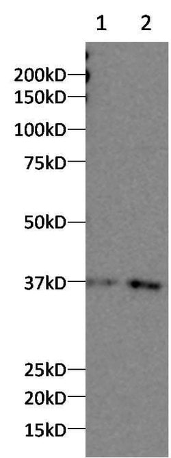Invitrogen CNOT7 Polyclonal Antibody 100 &mu;L; Unconjugated:Antibodies,