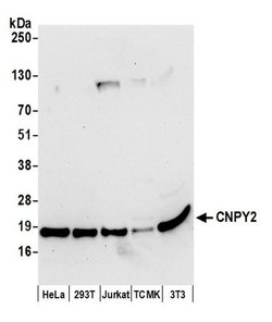 CNPY2 Polyclonal Antibody, Bethyl Laboratories 20 &mu;L; Unconjugated:Antibodies,