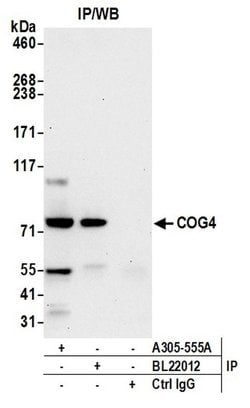 COG4 Rabbit anti-Human, Polyclonal, Bethyl Laboratories 100 &mu;L; Unconjugated:Antibodies,