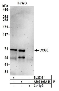 COG6 Polyclonal Antibody, Bethyl Laboratories:Antibodies:Primary Antibodies