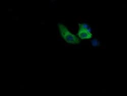 COG6 Monoclonal Antibody (OTI1B8), TrueMAB , OriGene 100 &mu;L; Unconjugated:Antibodies,