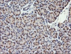 COG6 Monoclonal Antibody (OTI1B8), TrueMAB , OriGene 100 &mu;L; Unconjugated:Antibodies,