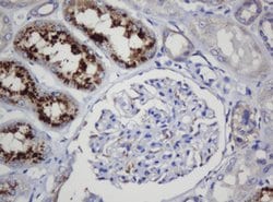 COG6 Mouse anti-Human, Clone: OTI4G4, lyophilized, TrueMAB 100 &mu;g; Unconjugated:Antibodies,